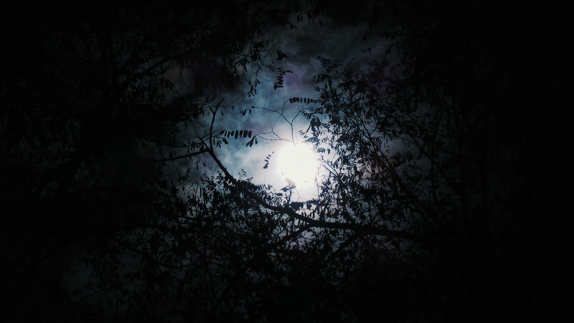 moon through trees