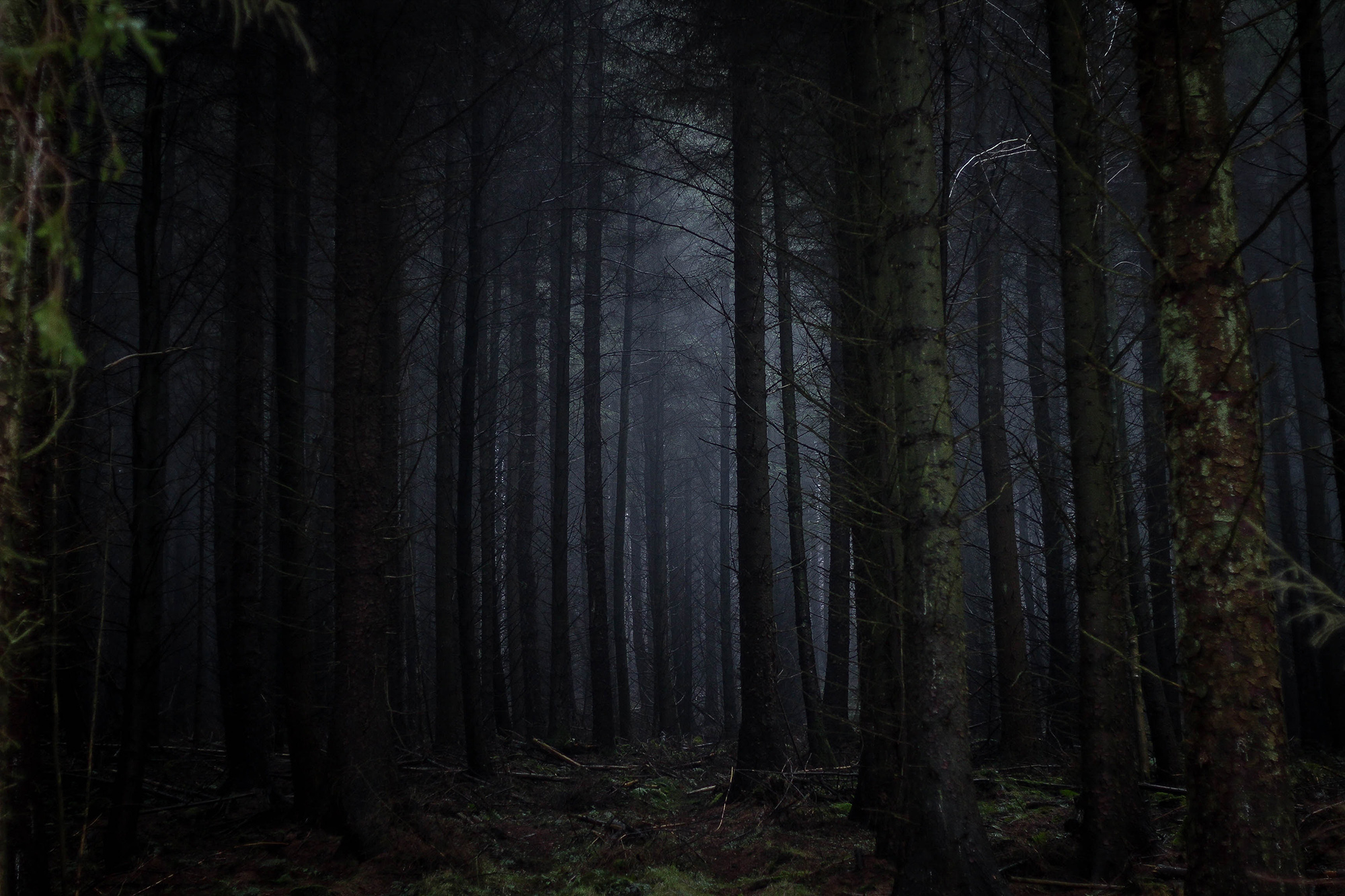 trees at night
